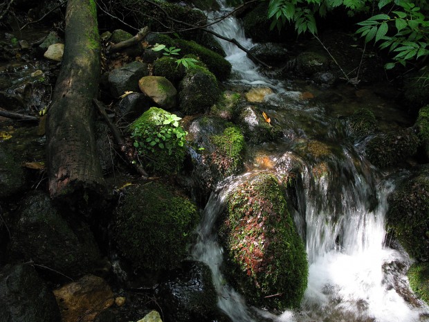 森林、湧水、無料写真素材019