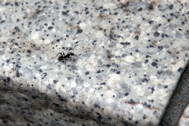 アリ（蟻、螘）フリー写真素材001