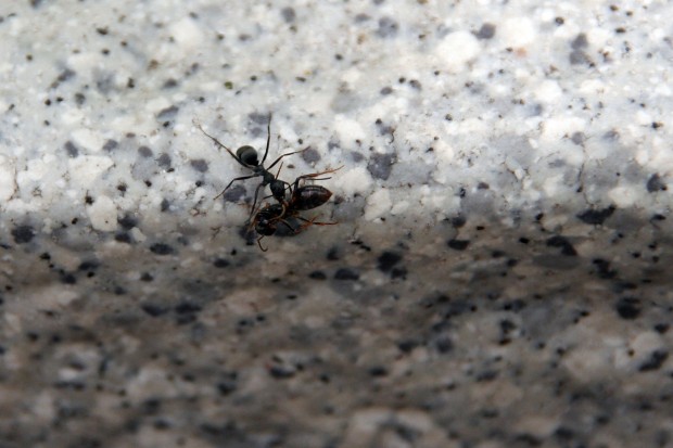 アリ（蟻、螘）フリー写真素材002
