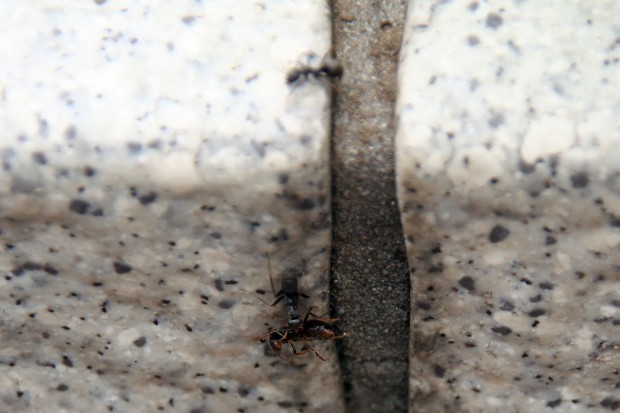 アリ（蟻、螘）フリー写真素材003