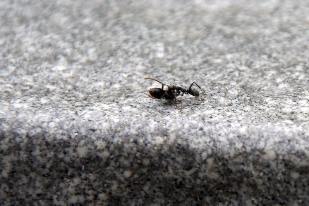 アリ（蟻、螘）フリー写真素材004