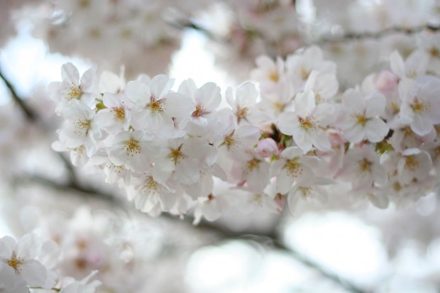 桜（サクラ）無料写真素材001