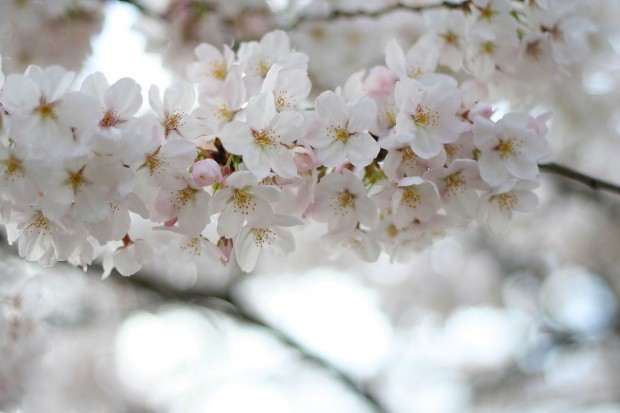 桜（サクラ）無料写真素材002