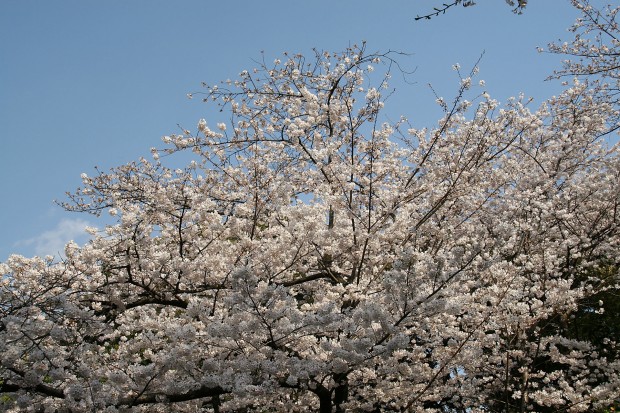 桜（サクラ）無料写真素材004