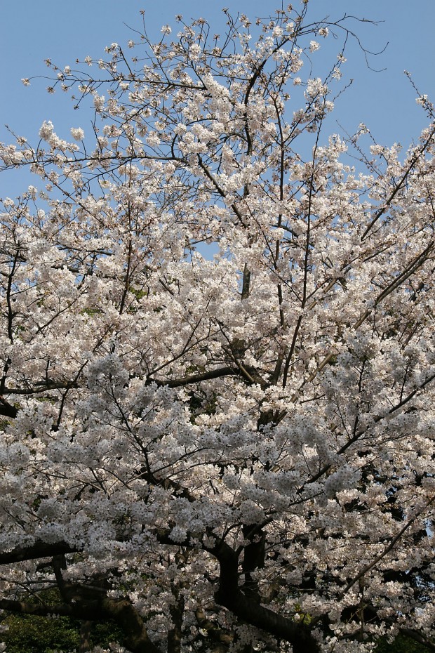 桜（サクラ）無料写真素材005