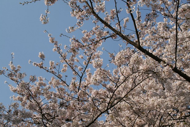 桜（サクラ）無料写真素材006
