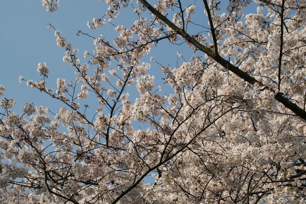桜（サクラ）無料写真素材007