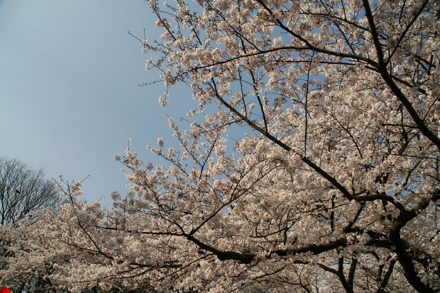 桜（サクラ）無料写真素材008