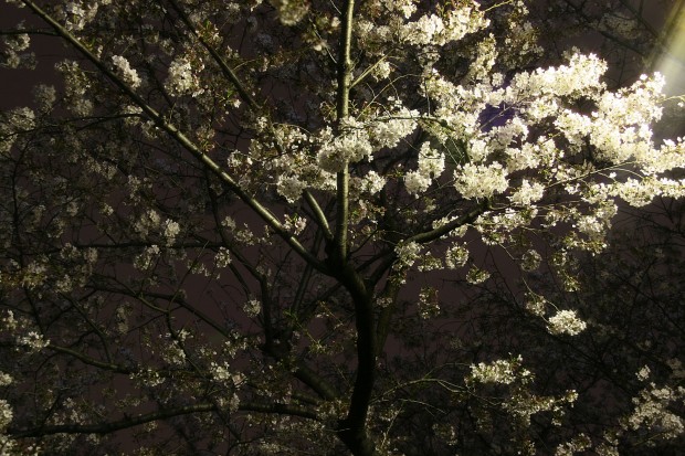 夜桜、フリー写真素材001