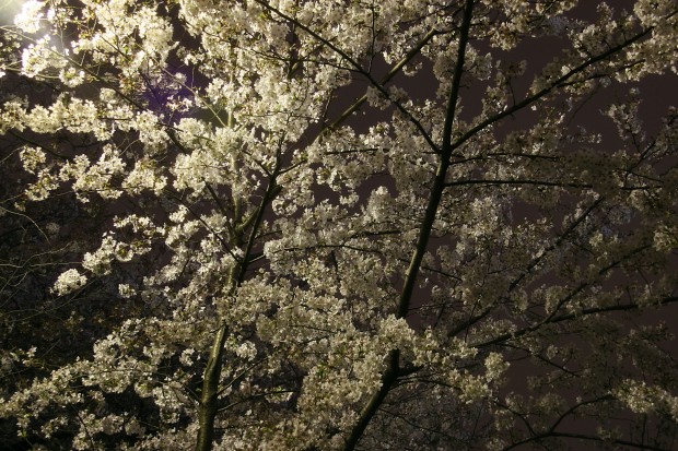 夜桜、フリー写真素材002