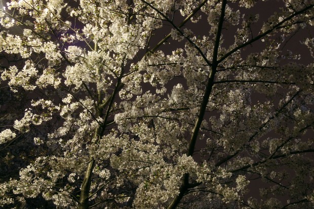 夜桜、フリー写真素材003