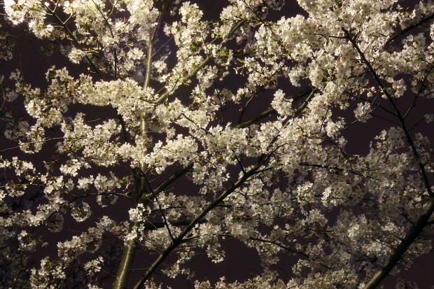 夜桜、フリー写真素材004