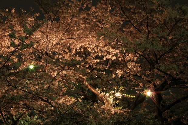 夜桜、フリー写真素材005