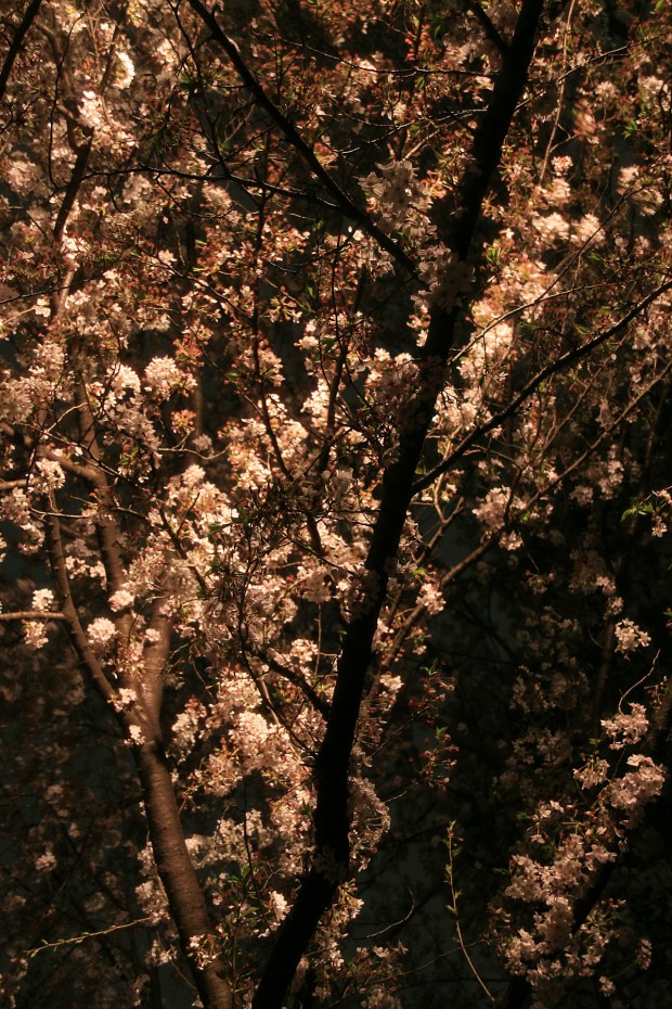 夜桜、フリー写真素材006
