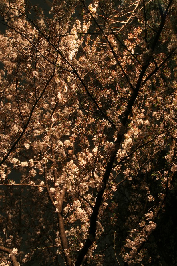 夜桜、フリー写真素材007