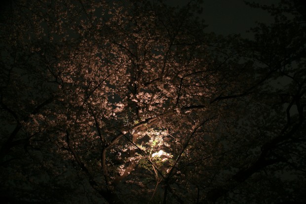 夜桜、フリー写真素材008
