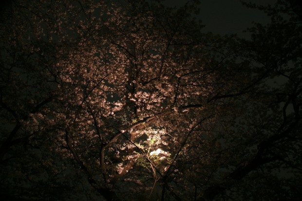夜桜、フリー写真素材009