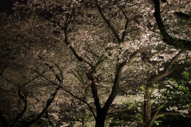 夜桜、フリー写真素材010