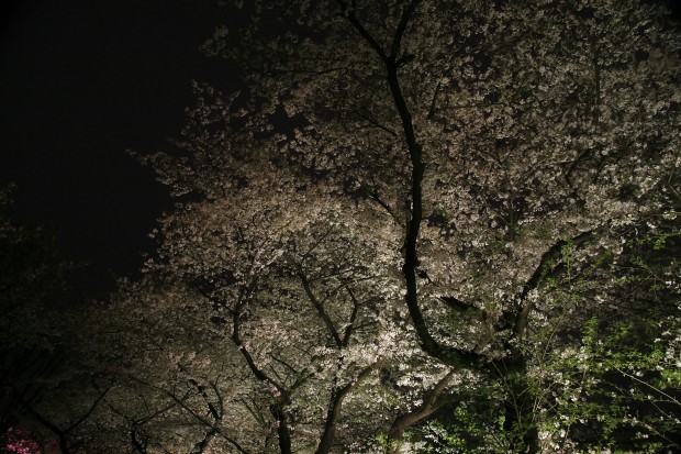 夜桜、フリー写真素材011