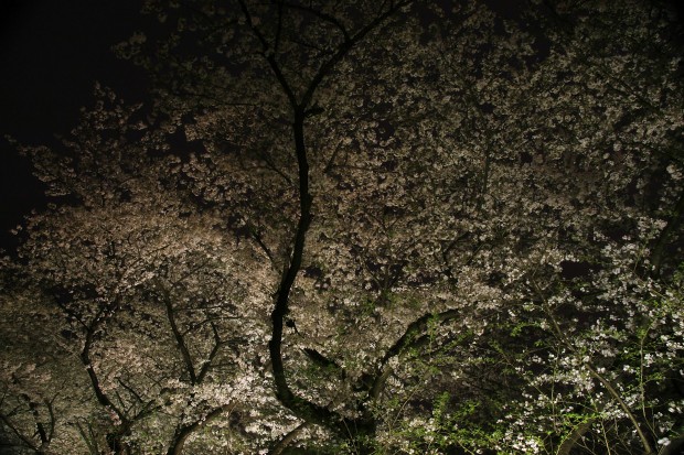 夜桜、フリー写真素材012