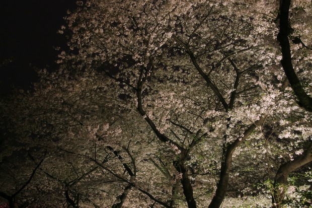 夜桜、フリー写真素材013
