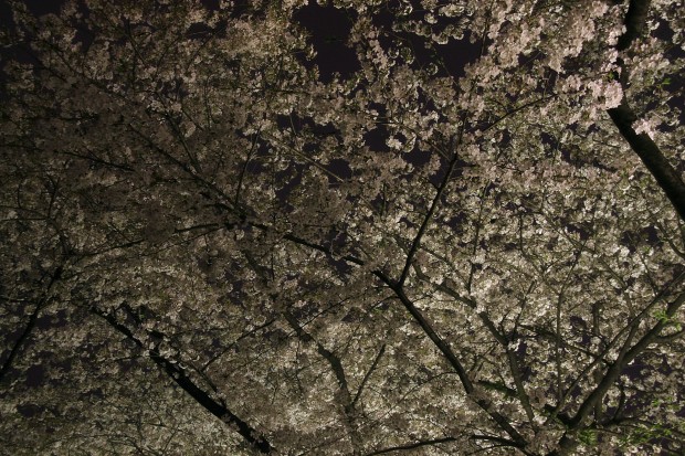 夜桜、フリー写真素材014