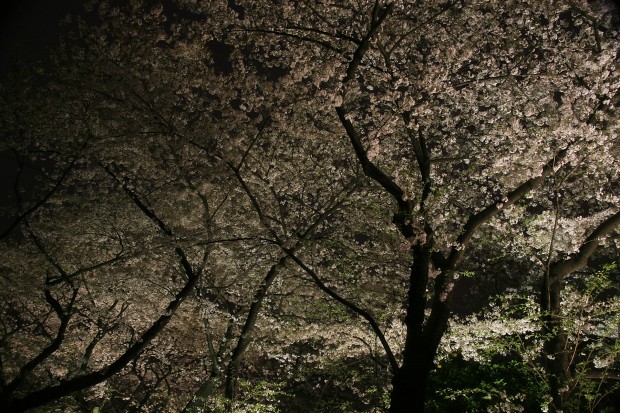 夜桜、フリー写真素材015