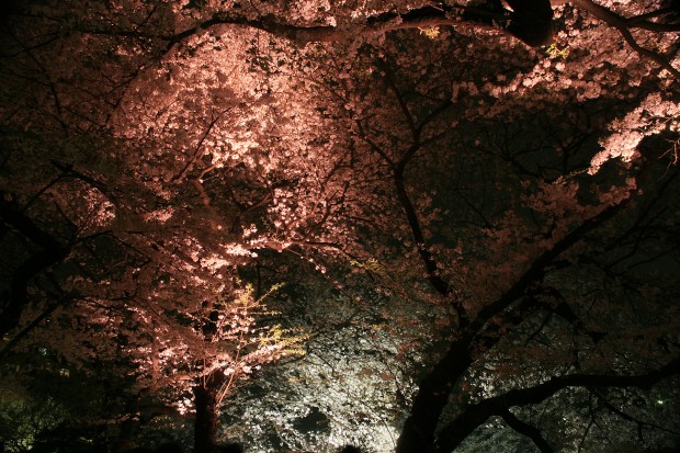 夜桜、フリー写真素材020