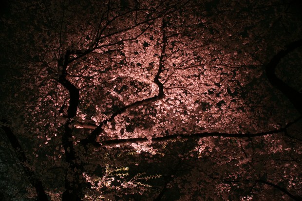 夜桜、フリー写真素材021