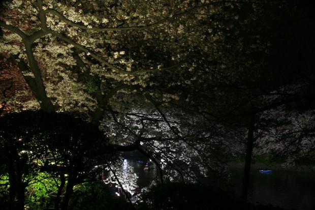 夜桜、フリー写真素材022