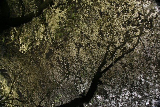 夜桜、フリー写真素材023