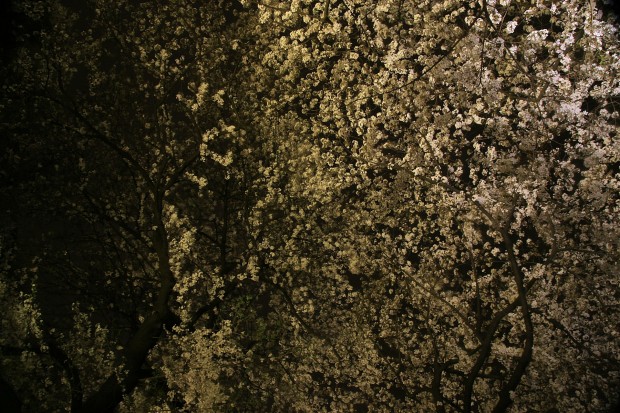 夜桜、フリー写真素材024