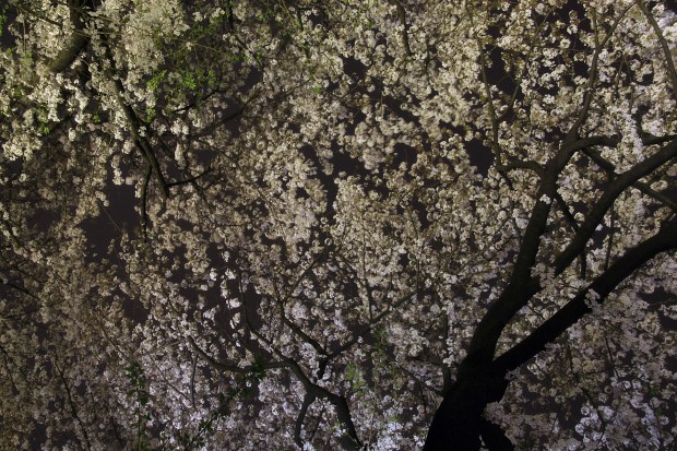 夜桜、フリー写真素材025