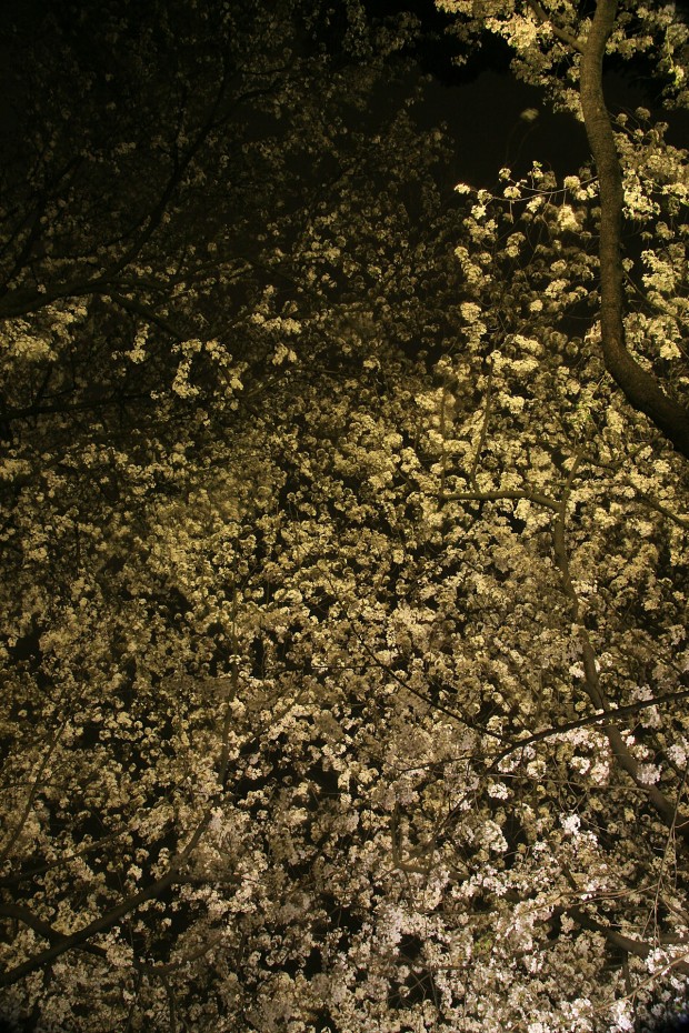 夜桜、フリー写真素材027