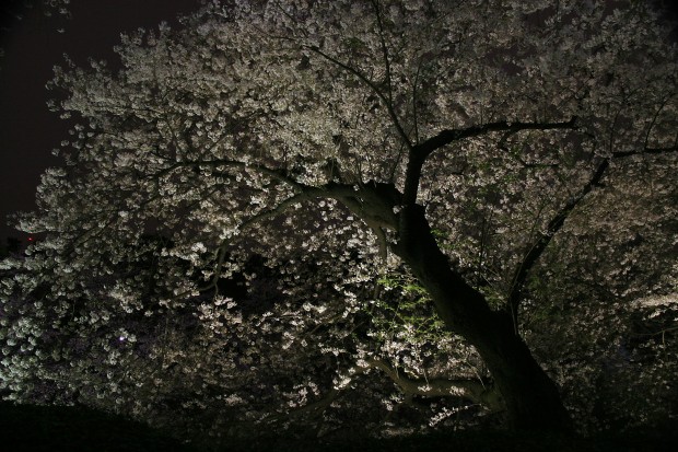 夜桜、フリー写真素材028