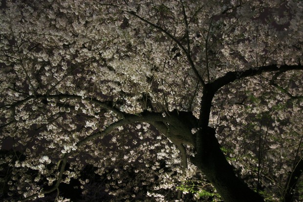 夜桜、フリー写真素材029