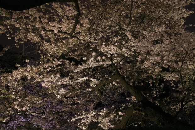 夜桜、フリー写真素材030