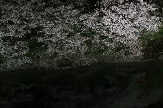 夜桜、フリー写真素材031
