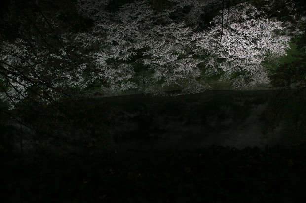 夜桜、フリー写真素材032