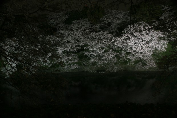 夜桜、フリー写真素材033