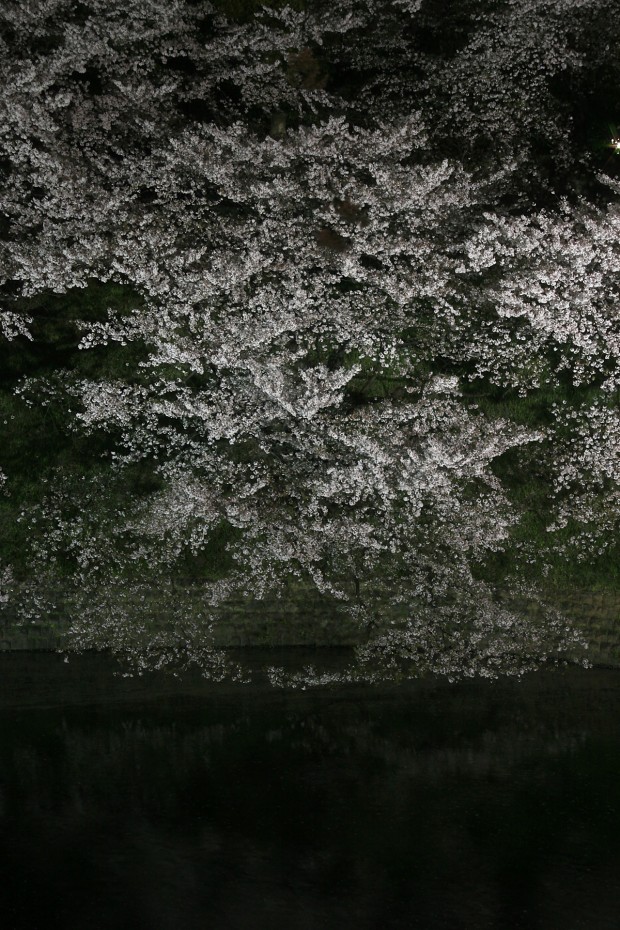 夜桜、フリー写真素材034