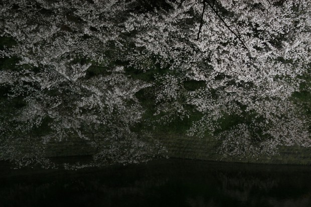 夜桜、フリー写真素材035