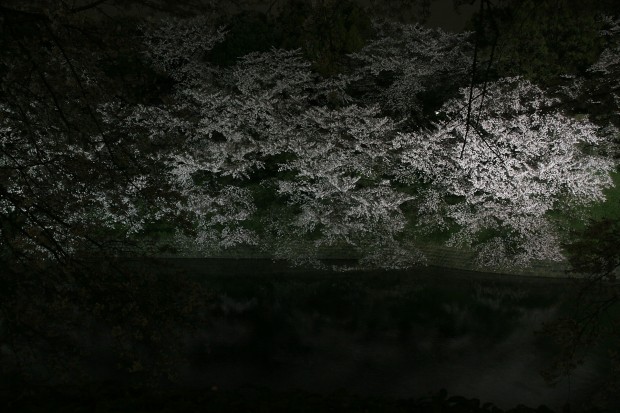 夜桜、フリー写真素材036