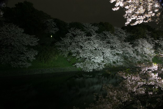 夜桜、フリー写真素材037