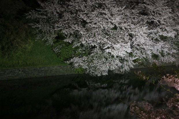 夜桜、フリー写真素材038