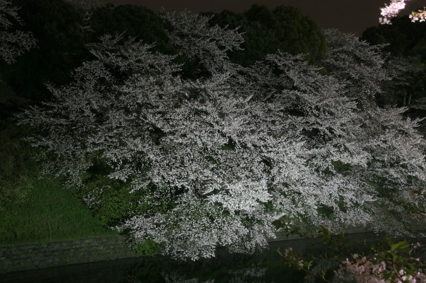 夜桜、フリー写真素材039