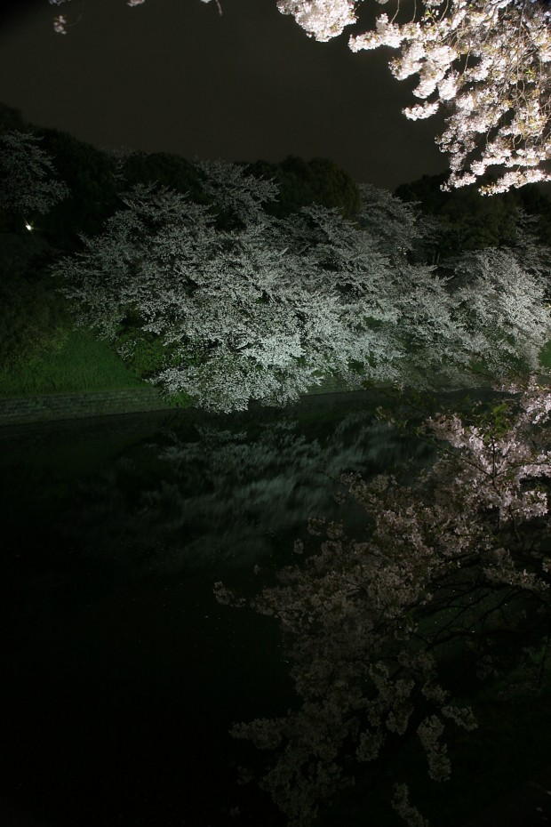夜桜、フリー写真素材040