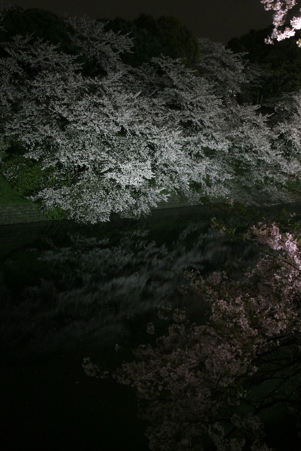 夜桜、フリー写真素材041