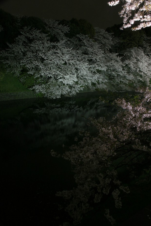 夜桜、フリー写真素材042