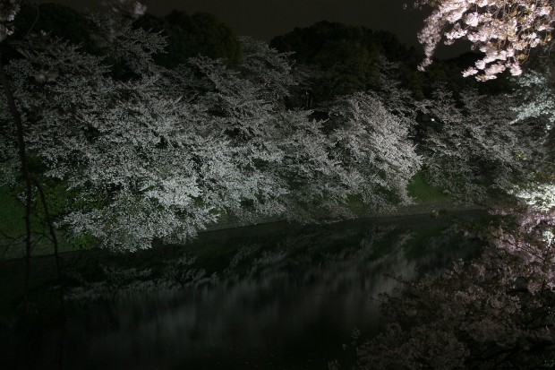 夜桜、フリー写真素材043